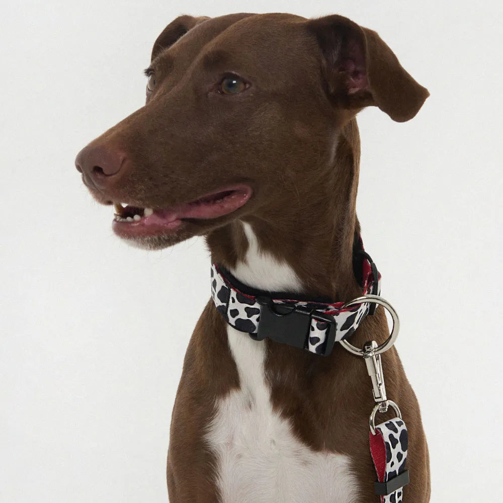 NOOPYN Lock Cushioning Safe Collar &amp; Hands-Free Leash Set