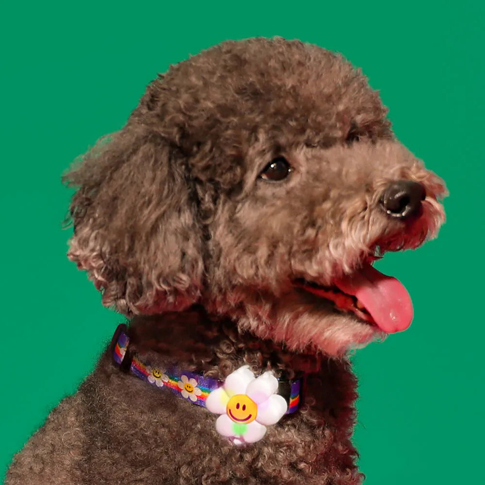 WIGGLE WIGGLE Smile We Love LED Night Walk Pendant