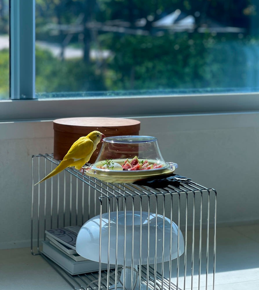 Foodle Oval Dome: Reversible Tableware